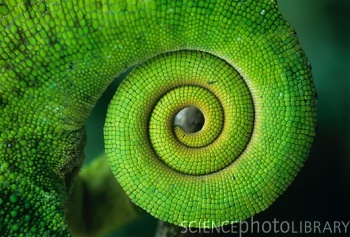 z770069-chameleons_tail-spl.jpeg